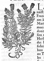 An illustration from Les six livres de Pedarion Dioscoride d’Anazarbe de la matiere medicale, translatez de Latin en François. A chacun Chapitre sont adjoustees certaines annotations fort doctes, et recueillies des plus excellens Medecins, anciens et modernes (1553)