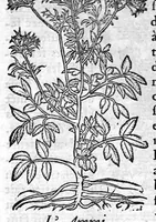 An illustration from Les six livres de Pedarion Dioscoride d’Anazarbe de la matiere medicale, translatez de Latin en François. A chacun Chapitre sont adjoustees certaines annotations fort doctes, et recueillies des plus excellens Medecins, anciens et modernes (1553)
