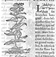 Picture 24 of 31 from Les six livres de Pedarion Dioscoride d’Anazarbe de la matiere medicale, translatez de Latin en François. A chacun Chapitre sont adjoustees certaines annotations fort doctes, et recueillies des plus excellens Medecins, anciens et modernes (1553), leaf 226