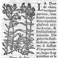 Picture 26 of 31 from Les six livres de Pedarion Dioscoride d’Anazarbe de la matiere medicale, translatez de Latin en François. A chacun Chapitre sont adjoustees certaines annotations fort doctes, et recueillies des plus excellens Medecins, anciens et modernes (1553), leaf 266
