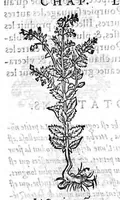 An illustration from Les six livres de Pedarion Dioscoride d’Anazarbe de la matiere medicale, translatez de Latin en François. A chacun Chapitre sont adjoustees certaines annotations fort doctes, et recueillies des plus excellens Medecins, anciens et modernes (1553)