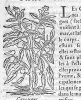 An illustration from Les six livres de Pedarion Dioscoride d’Anazarbe de la matiere medicale, translatez de Latin en François. A chacun Chapitre sont adjoustees certaines annotations fort doctes, et recueillies des plus excellens Medecins, anciens et modernes (1553)