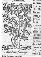 Picture 7 of 31 from Les six livres de Pedarion Dioscoride d’Anazarbe de la matiere medicale, translatez de Latin en François. A chacun Chapitre sont adjoustees certaines annotations fort doctes, et recueillies des plus excellens Medecins, anciens et modernes (1553), leaf 86