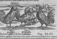An illustration from Pedacio Dioscorides Anazarbeo, acerca de la materia medicinal, y de los venenos mortiferos, traduzido de lengua griega en la vulgar castellana illustrado y con claras y substantiales annotationes, y con las figuras de innumeras plantas exquisitas y raras por el doctor Andres de Laguna, Medico de Julio III, Pont. Maxi. (1563)