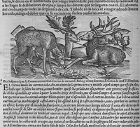 Picture 9 of 27 from Pedacio Dioscorides Anazarbeo, acerca de la materia medicinal, y de los venenos mortiferos, traduzido de lengua griega en la vulgar castellana illustrado y con claras y substantiales annotationes, y con las figuras de innumeras plantas exquisitas y raras por el doctor Andres de Laguna, Medico de Julio III, Pont. Maxi. (1563), leaf 165