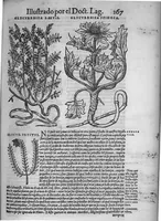 Picture 12 of 27 from Pedacio Dioscorides Anazarbeo, acerca de la materia medicinal, y de los venenos mortiferos, traduzido de lengua griega en la vulgar castellana illustrado y con claras y substantiales annotationes, y con las figuras de innumeras plantas exquisitas y raras por el doctor Andres de Laguna, Medico de Julio III, Pont. Maxi. (1563), leaf 278