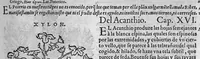 An illustration from Pedacio Dioscorides Anazarbeo, acerca de la materia medicinal, y de los venenos mortiferos, traduzido de lengua griega en la vulgar castellana illustrado y con claras y substantiales annotationes, y con las figuras de innumeras plantas exquisitas y raras por el doctor Andres de Laguna, Medico de Julio III, Pont. Maxi. (1563)