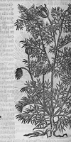 An illustration from Pedacio Dioscorides Anazarbeo, acerca de la materia medicinal, y de los venenos mortiferos, traduzido de lengua griega en la vulgar castellana illustrado y con claras y substantiales annotationes, y con las figuras de innumeras plantas exquisitas y raras por el doctor Andres de Laguna, Medico de Julio III, Pont. Maxi. (1563)