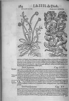 An illustration from Pedacio Dioscorides Anazarbeo, acerca de la materia medicinal, y de los venenos mortiferos, traduzido de lengua griega en la vulgar castellana illustrado y con claras y substantiales annotationes, y con las figuras de innumeras plantas exquisitas y raras por el doctor Andres de Laguna, Medico de Julio III, Pont. Maxi. (1563)