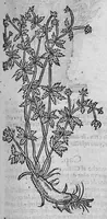An illustration from Pedacio Dioscorides Anazarbeo, acerca de la materia medicinal, y de los venenos mortiferos, traduzido de lengua griega en la vulgar castellana illustrado y con claras y substantiales annotationes, y con las figuras de innumeras plantas exquisitas y raras por el doctor Andres de Laguna, Medico de Julio III, Pont. Maxi. (1563)