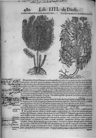 An illustration from Pedacio Dioscorides Anazarbeo, acerca de la materia medicinal, y de los venenos mortiferos, traduzido de lengua griega en la vulgar castellana illustrado y con claras y substantiales annotationes, y con las figuras de innumeras plantas exquisitas y raras por el doctor Andres de Laguna, Medico de Julio III, Pont. Maxi. (1563)