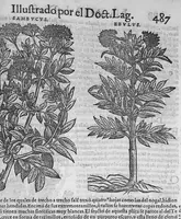 An illustration from Pedacio Dioscorides Anazarbeo, acerca de la materia medicinal, y de los venenos mortiferos, traduzido de lengua griega en la vulgar castellana illustrado y con claras y substantiales annotationes, y con las figuras de innumeras plantas exquisitas y raras por el doctor Andres de Laguna, Medico de Julio III, Pont. Maxi. (1563)