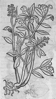 An illustration from Pedacio Dioscorides Anazarbeo, acerca de la materia medicinal, y de los venenos mortiferos, traduzido de lengua griega en la vulgar castellana illustrado y con claras y substantiales annotationes, y con las figuras de innumeras plantas exquisitas y raras por el doctor Andres de Laguna, Medico de Julio III, Pont. Maxi. (1563)
