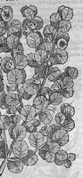 An illustration from Pedacio Dioscorides Anazarbeo, acerca de la materia medicinal, y de los venenos mortiferos, traduzido de lengua griega en la vulgar castellana illustrado y con claras y substantiales annotationes, y con las figuras de innumeras plantas exquisitas y raras por el doctor Andres de Laguna, Medico de Julio III, Pont. Maxi. (1563)