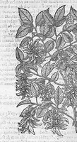 An illustration from Commentaires de M. Pierre André Matthiole medecin senois, sur les six livres de Ped. Dioscor. Anazarbeen de la matiere Medecinale, … (1579)