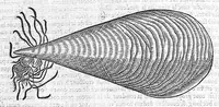 An illustration from Commentaires de M. Pierre André Matthiole medecin senois, sur les six livres de Ped. Dioscor. Anazarbeen de la matiere Medecinale, … (1579)
