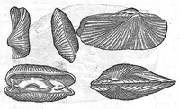 An illustration from Commentaires de M. Pierre André Matthiole medecin senois, sur les six livres de Ped. Dioscor. Anazarbeen de la matiere Medecinale, … (1579)