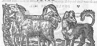 An illustration from Commentaires de M. Pierre André Matthiole medecin senois, sur les six livres de Ped. Dioscor. Anazarbeen de la matiere Medecinale, … (1579)