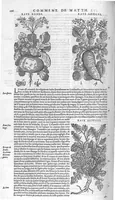 An illustration from Commentaires de M. Pierre André Matthiole medecin senois, sur les six livres de Ped. Dioscor. Anazarbeen de la matiere Medecinale, … (1579)