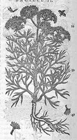 An illustration from Commentaires de M. Pierre André Matthiole medecin senois, sur les six livres de Ped. Dioscor. Anazarbeen de la matiere Medecinale, … (1579)