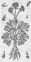 An illustration from Commentaires de M. Pierre André Matthiole medecin senois, sur les six livres de Ped. Dioscor. Anazarbeen de la matiere Medecinale, … (1579)