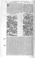 An illustration from Commentaires de M. Pierre André Matthiole medecin senois, sur les six livres de Ped. Dioscor. Anazarbeen de la matiere Medecinale, … (1579)