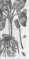 An illustration from Commentaires de M. Pierre André Matthiole medecin senois, sur les six livres de Ped. Dioscor. Anazarbeen de la matiere Medecinale, … (1579)
