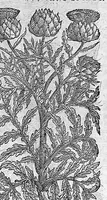An illustration from Commentaires de M. Pierre André Matthiole medecin senois, sur les six livres de Ped. Dioscor. Anazarbeen de la matiere Medecinale, … (1579)
