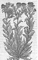 An illustration from Commentaires de M. Pierre André Matthiole medecin senois, sur les six livres de Ped. Dioscor. Anazarbeen de la matiere Medecinale, … (1579)