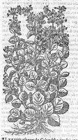 An illustration from Commentaires de M. Pierre André Matthiole medecin senois, sur les six livres de Ped. Dioscor. Anazarbeen de la matiere Medecinale, … (1579)