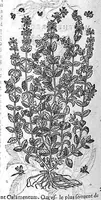 An illustration from Commentaires de M. Pierre André Matthiole medecin senois, sur les six livres de Ped. Dioscor. Anazarbeen de la matiere Medecinale, … (1579)