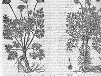Picture 20 of 36 from Commentaires de M. Pierre André Matthiole medecin senois, sur les six livres de Ped. Dioscor. Anazarbeen de la matiere Medecinale, … (1579), leaf 599