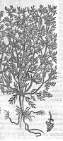 An illustration from Commentaires de M. Pierre André Matthiole medecin senois, sur les six livres de Ped. Dioscor. Anazarbeen de la matiere Medecinale, … (1579)