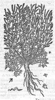 An illustration from Commentaires de M. Pierre André Matthiole medecin senois, sur les six livres de Ped. Dioscor. Anazarbeen de la matiere Medecinale, … (1579)