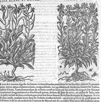 An illustration from Commentaires de M. Pierre André Matthiole medecin senois, sur les six livres de Ped. Dioscor. Anazarbeen de la matiere Medecinale, … (1579)