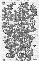An illustration from Commentaires de M. Pierre André Matthiole medecin senois, sur les six livres de Ped. Dioscor. Anazarbeen de la matiere Medecinale, … (1579)