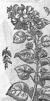 An illustration from Commentaires de M. Pierre André Matthiole medecin senois, sur les six livres de Ped. Dioscor. Anazarbeen de la matiere Medecinale, … (1579)