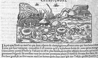 An illustration from Commentaires de M. Pierre André Matthiole medecin senois, sur les six livres de Ped. Dioscor. Anazarbeen de la matiere Medecinale, … (1579)