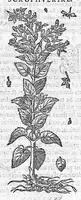An illustration from Commentaires de M. Pierre André Matthiole medecin senois, sur les six livres de Ped. Dioscor. Anazarbeen de la matiere Medecinale, … (1579)