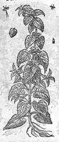 An illustration from Commentaires de M. Pierre André Matthiole medecin senois, sur les six livres de Ped. Dioscor. Anazarbeen de la matiere Medecinale, … (1579)