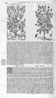An illustration from Commentaires de M. Pierre André Matthiole medecin senois, sur les six livres de Ped. Dioscor. Anazarbeen de la matiere Medecinale, … (1579)