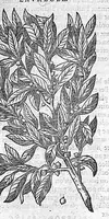 An illustration from Commentaires de M. Pierre André Matthiole medecin senois, sur les six livres de Ped. Dioscor. Anazarbeen de la matiere Medecinale, … (1579)