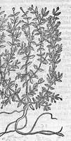 An illustration from Commentaires de M. Pierre André Matthiole medecin senois, sur les six livres de Ped. Dioscor. Anazarbeen de la matiere Medecinale, … (1579)