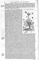 An illustration from Commentaires de M. Pierre Andre Matthiole medecin senois sur les six livres de Ped. Dioscoride Anazarbeen de la matiere medicale, Reveuz et augmentés en plus de mille lieux par l’autheur mesme, et enrichis pour la troisiéme fois, d’un grand nombre de pourtraits, de plantes et animaux tirés au vif, plus qu’aux precedentes editions. Avec certaines tables medecinales, tant des qualités et vertus des simples medicamens, que des remedes pour toutes maladies, qui peuvent avenir au corps humain, comme aussi les sentences, mots, et matieres traictees esdicts Commentaires : Davantage y a sur la fin, divers pourtraits de fourneaux et alembics, pour distiller et tirer les eaux de toutes plantes, avec le moyen de les conserver en leur naïves odeurs. Mis en François sur la derniere edition Latine de l’Autheur, par M. Jean des Moulins Docteur en Medecine (1572)