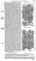 An illustration from Commentaires de M. Pierre Andre Matthiole medecin senois sur les six livres de Ped. Dioscoride Anazarbeen de la matiere medicale, Reveuz et augmentés en plus de mille lieux par l’autheur mesme, et enrichis pour la troisiéme fois, d’un grand nombre de pourtraits, de plantes et animaux tirés au vif, plus qu’aux precedentes editions. Avec certaines tables medecinales, tant des qualités et vertus des simples medicamens, que des remedes pour toutes maladies, qui peuvent avenir au corps humain, comme aussi les sentences, mots, et matieres traictees esdicts Commentaires : Davantage y a sur la fin, divers pourtraits de fourneaux et alembics, pour distiller et tirer les eaux de toutes plantes, avec le moyen de les conserver en leur naïves odeurs. Mis en François sur la derniere edition Latine de l’Autheur, par M. Jean des Moulins Docteur en Medecine (1572)