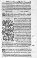 An illustration from Commentaires de M. Pierre Andre Matthiole medecin senois sur les six livres de Ped. Dioscoride Anazarbeen de la matiere medicale, Reveuz et augmentés en plus de mille lieux par l’autheur mesme, et enrichis pour la troisiéme fois, d’un grand nombre de pourtraits, de plantes et animaux tirés au vif, plus qu’aux precedentes editions. Avec certaines tables medecinales, tant des qualités et vertus des simples medicamens, que des remedes pour toutes maladies, qui peuvent avenir au corps humain, comme aussi les sentences, mots, et matieres traictees esdicts Commentaires : Davantage y a sur la fin, divers pourtraits de fourneaux et alembics, pour distiller et tirer les eaux de toutes plantes, avec le moyen de les conserver en leur naïves odeurs. Mis en François sur la derniere edition Latine de l’Autheur, par M. Jean des Moulins Docteur en Medecine (1572)