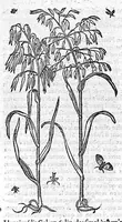 An illustration from Commentaires de M. Pierre Andre Matthiole medecin senois sur les six livres de Ped. Dioscoride Anazarbeen de la matiere medicale, Reveuz et augmentés en plus de mille lieux par l’autheur mesme, et enrichis pour la troisiéme fois, d’un grand nombre de pourtraits, de plantes et animaux tirés au vif, plus qu’aux precedentes editions. Avec certaines tables medecinales, tant des qualités et vertus des simples medicamens, que des remedes pour toutes maladies, qui peuvent avenir au corps humain, comme aussi les sentences, mots, et matieres traictees esdicts Commentaires : Davantage y a sur la fin, divers pourtraits de fourneaux et alembics, pour distiller et tirer les eaux de toutes plantes, avec le moyen de les conserver en leur naïves odeurs. Mis en François sur la derniere edition Latine de l’Autheur, par M. Jean des Moulins Docteur en Medecine (1572)
