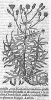 An illustration from Commentaires de M. Pierre Andre Matthiole medecin senois sur les six livres de Ped. Dioscoride Anazarbeen de la matiere medicale, Reveuz et augmentés en plus de mille lieux par l’autheur mesme, et enrichis pour la troisiéme fois, d’un grand nombre de pourtraits, de plantes et animaux tirés au vif, plus qu’aux precedentes editions. Avec certaines tables medecinales, tant des qualités et vertus des simples medicamens, que des remedes pour toutes maladies, qui peuvent avenir au corps humain, comme aussi les sentences, mots, et matieres traictees esdicts Commentaires : Davantage y a sur la fin, divers pourtraits de fourneaux et alembics, pour distiller et tirer les eaux de toutes plantes, avec le moyen de les conserver en leur naïves odeurs. Mis en François sur la derniere edition Latine de l’Autheur, par M. Jean des Moulins Docteur en Medecine (1572)