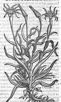 An illustration from Commentaires de M. Pierre Andre Matthiole medecin senois sur les six livres de Ped. Dioscoride Anazarbeen de la matiere medicale, Reveuz et augmentés en plus de mille lieux par l’autheur mesme, et enrichis pour la troisiéme fois, d’un grand nombre de pourtraits, de plantes et animaux tirés au vif, plus qu’aux precedentes editions. Avec certaines tables medecinales, tant des qualités et vertus des simples medicamens, que des remedes pour toutes maladies, qui peuvent avenir au corps humain, comme aussi les sentences, mots, et matieres traictees esdicts Commentaires : Davantage y a sur la fin, divers pourtraits de fourneaux et alembics, pour distiller et tirer les eaux de toutes plantes, avec le moyen de les conserver en leur naïves odeurs. Mis en François sur la derniere edition Latine de l’Autheur, par M. Jean des Moulins Docteur en Medecine (1572)