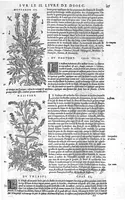 An illustration from Commentaires de M. Pierre Andre Matthiole medecin senois sur les six livres de Ped. Dioscoride Anazarbeen de la matiere medicale, Reveuz et augmentés en plus de mille lieux par l’autheur mesme, et enrichis pour la troisiéme fois, d’un grand nombre de pourtraits, de plantes et animaux tirés au vif, plus qu’aux precedentes editions. Avec certaines tables medecinales, tant des qualités et vertus des simples medicamens, que des remedes pour toutes maladies, qui peuvent avenir au corps humain, comme aussi les sentences, mots, et matieres traictees esdicts Commentaires : Davantage y a sur la fin, divers pourtraits de fourneaux et alembics, pour distiller et tirer les eaux de toutes plantes, avec le moyen de les conserver en leur naïves odeurs. Mis en François sur la derniere edition Latine de l’Autheur, par M. Jean des Moulins Docteur en Medecine (1572)